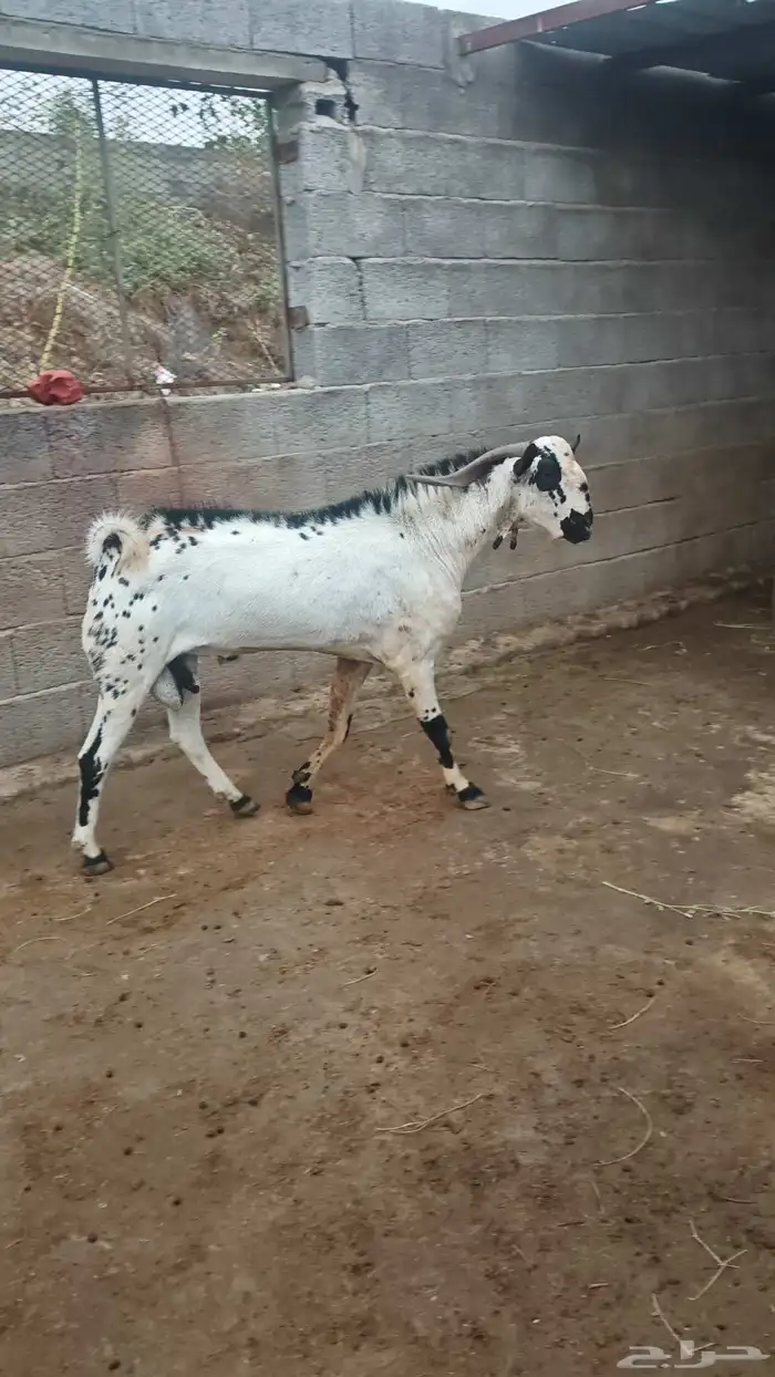 فحل بيشي امرخ 0