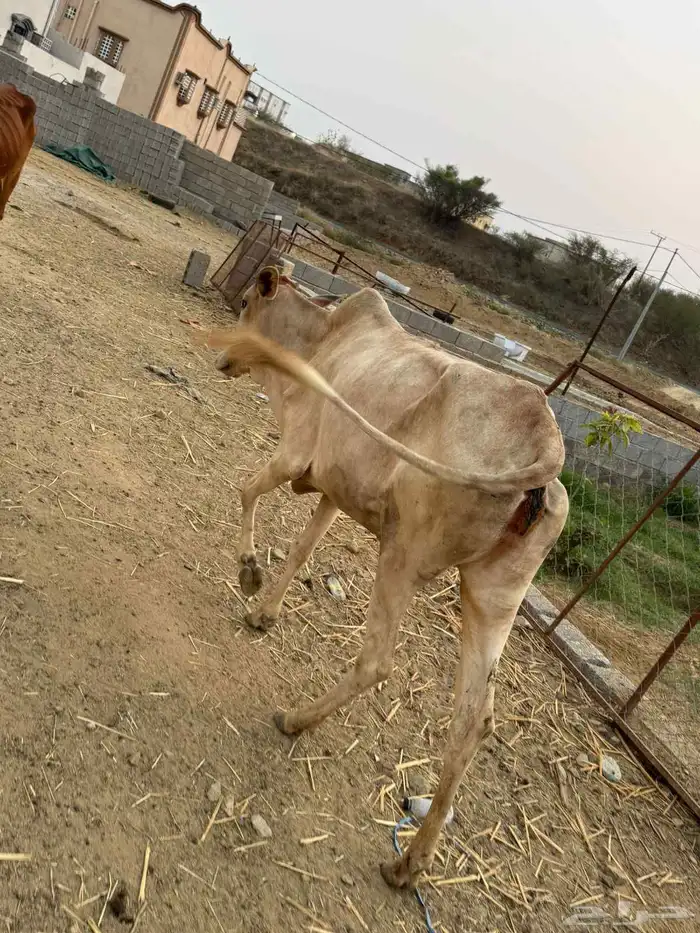 بقر بلدي للبيع 1