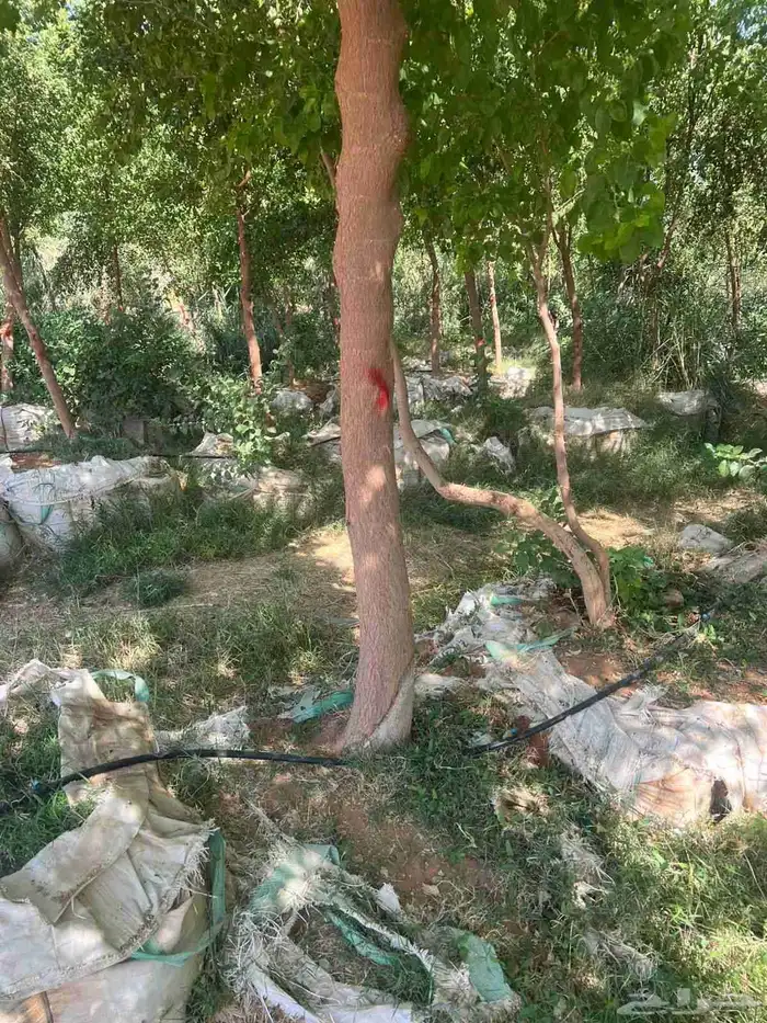 يوجد لدينا سدار جيد جدا 0