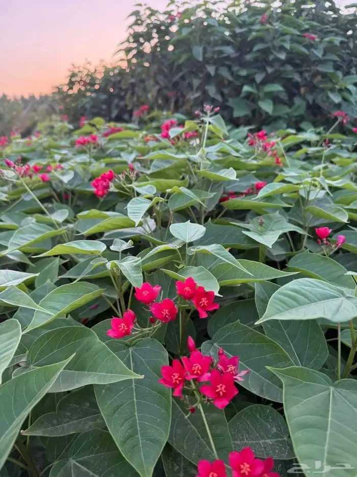 حلفاء و بانسيتام احمر و اخضر 8