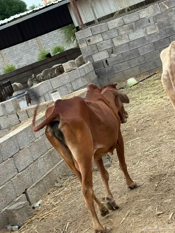بقر بلدي للبيع 5