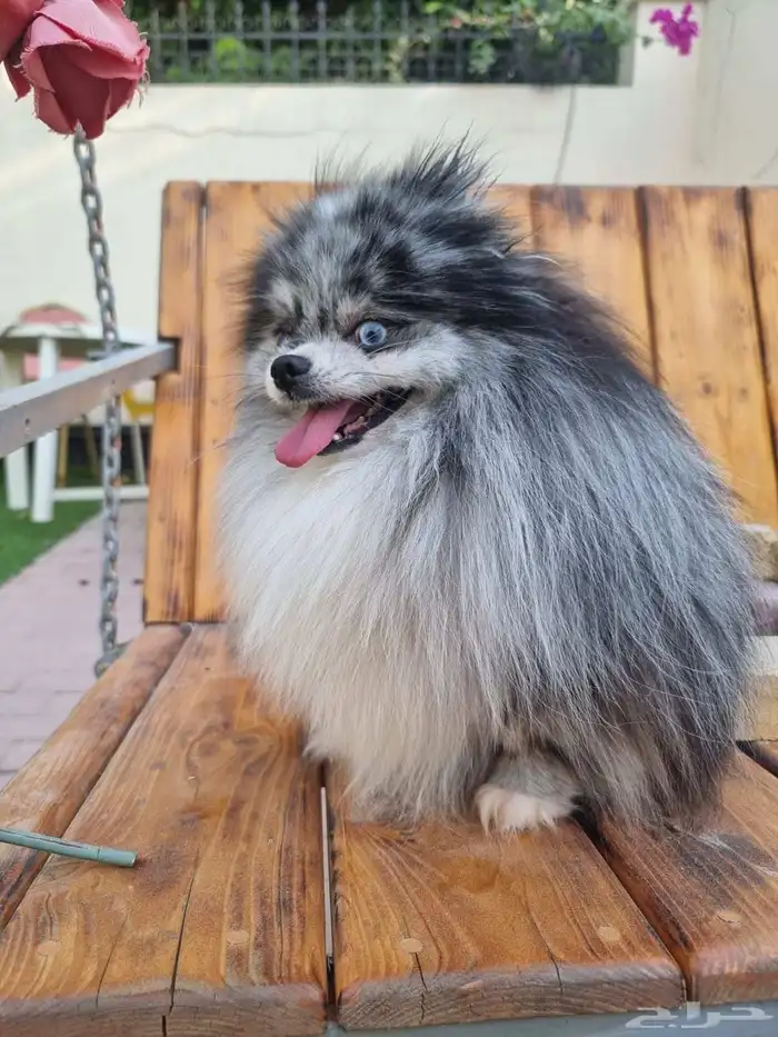 فحل بومرينين بلو ميرل مستزى جدا ممتاز 3