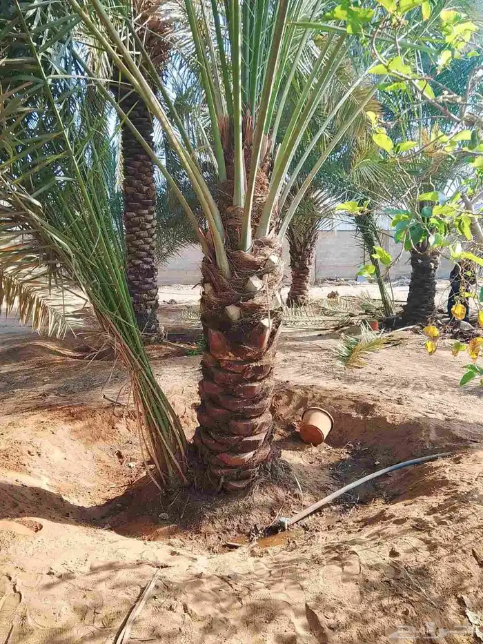 مصري مزارع خبره في مجال الزراعه والنخيل والأغنام 7
