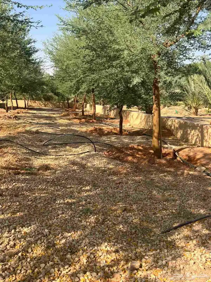 يوجد لدينا سدار جيد جدا 3