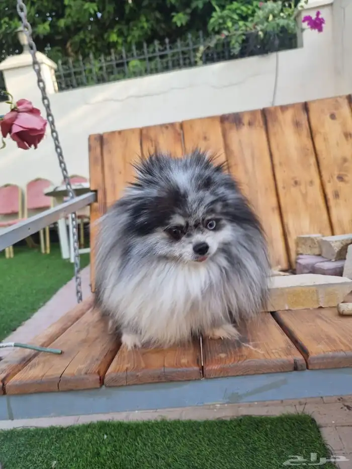 فحل بومرينين بلو ميرل مستزى جدا ممتاز 1