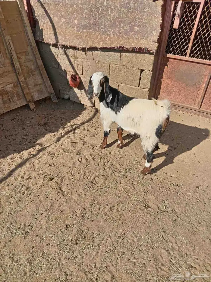 عناق جمده فل شحم ذبيحه عمره فوق 6شهور شحم 2