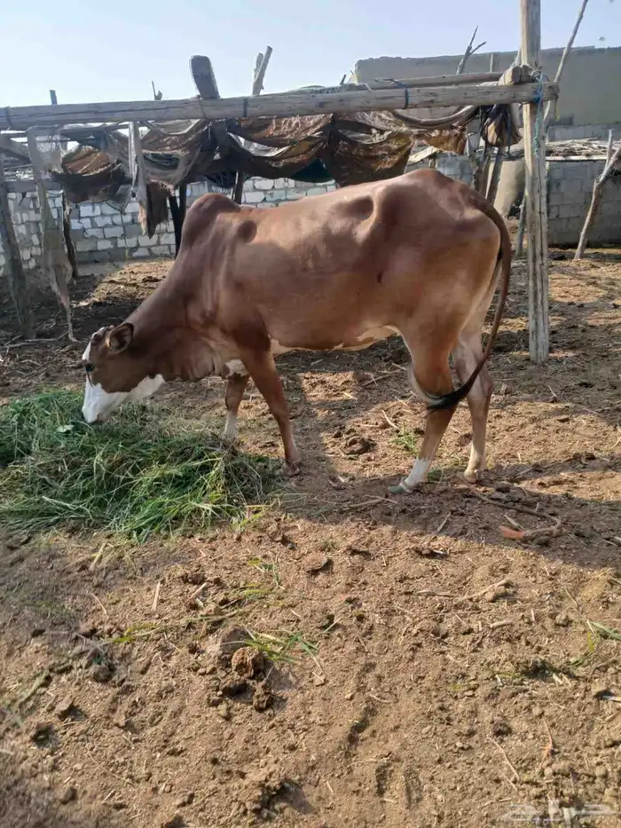 بقرة قروب لها شهر 7 0