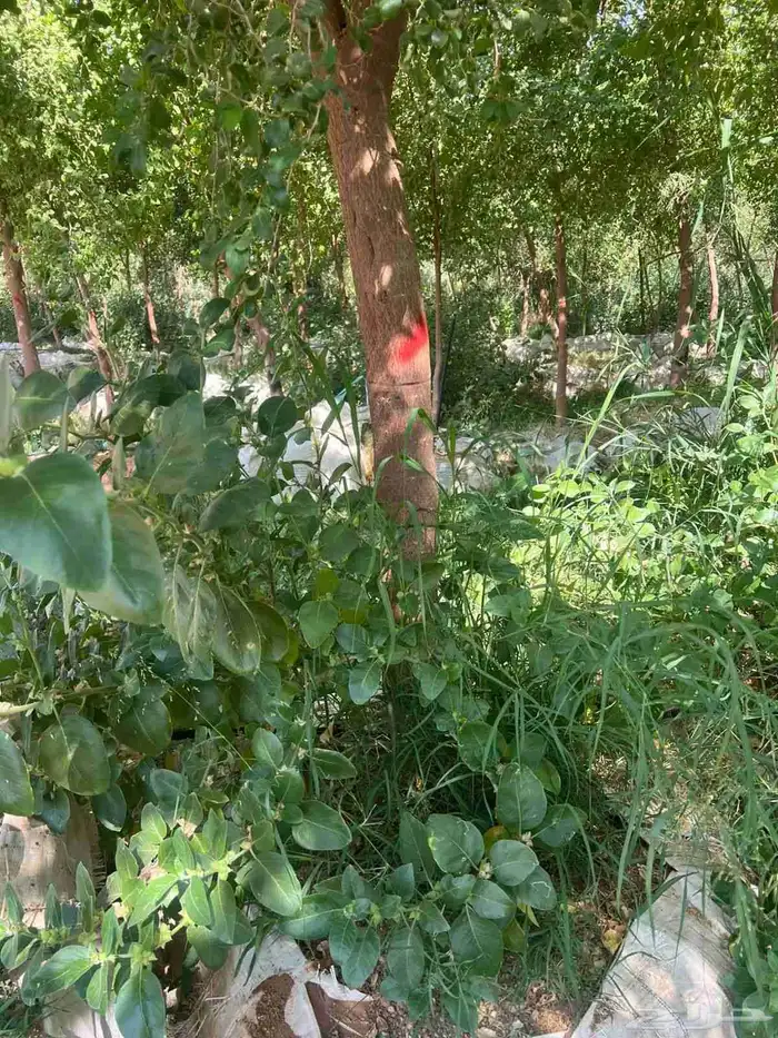 يوجد لدينا سدار جيد جدا 2