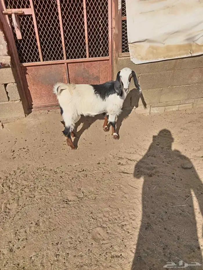 عناق جمده فل شحم ذبيحه عمره فوق 6شهور شحم 0