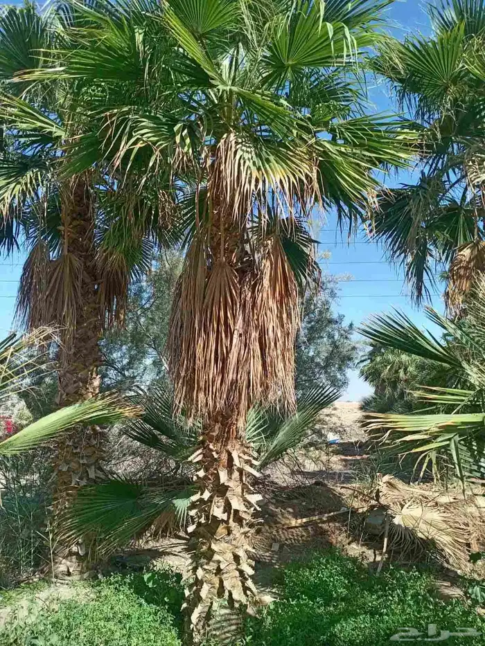 توريد نخيل ملوكي والعربي والواشنطني 4