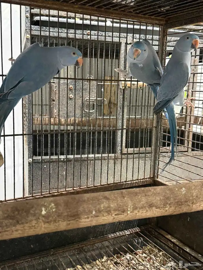 طيور دره محللين ذكور 0