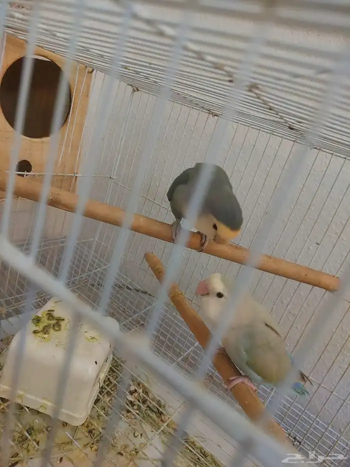 جوز روز اليف ومنتج شرط 1