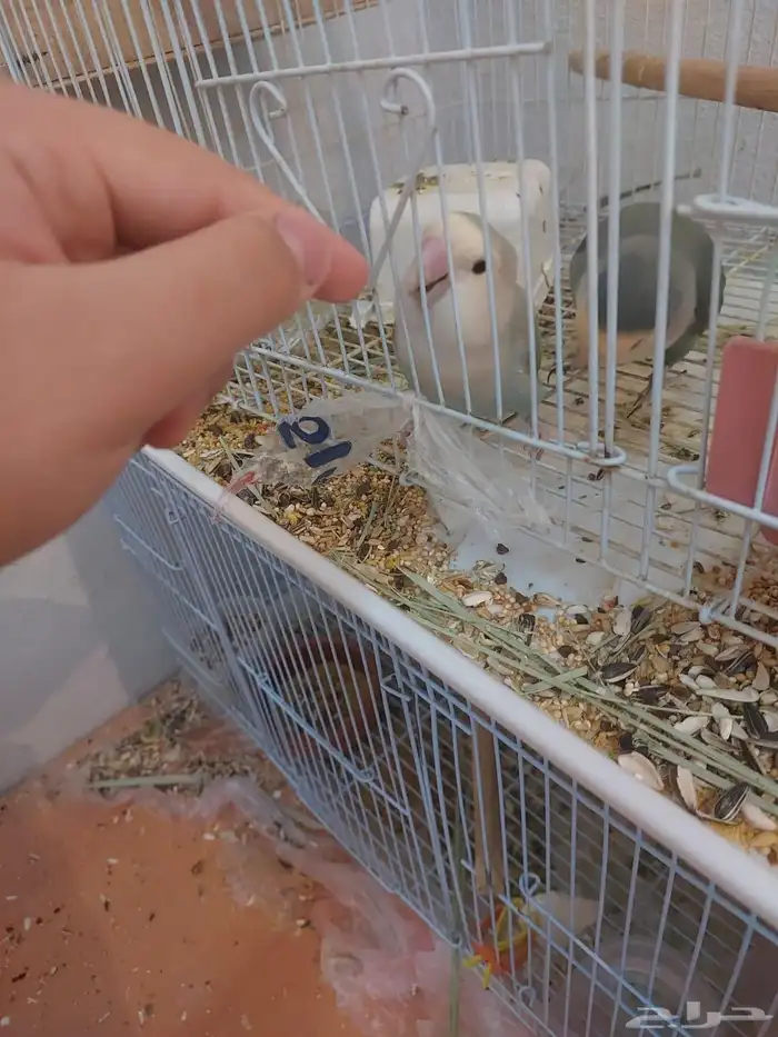 جوز روز اليف ومنتج شرط 4