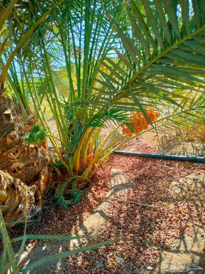 يوجد لدينا زراعه ونقل أشجار النخيل والفروخ جميع المناطق 6