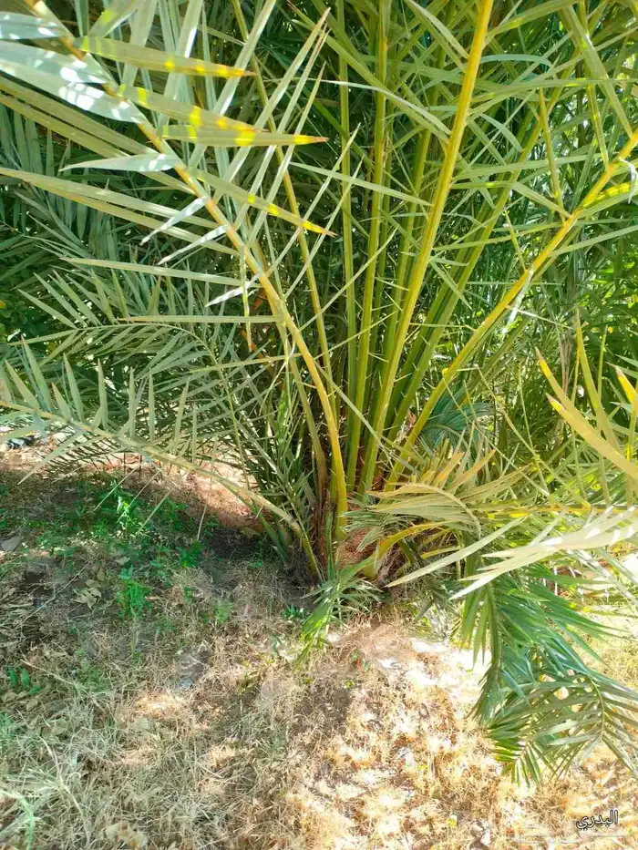 يوجد لدينا زراعه ونقل أشجار النخيل والفروخ جميع المناطق 0