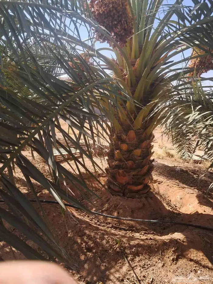 يوجد لدي نخل انواع طيبه صقعي ومجدوله وسكري وسلطانه وهلالي بر 3