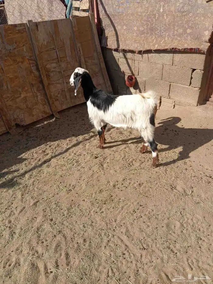 عناق جمده فل شحم ذبيحه عمره فوق 6شهور شحم 3