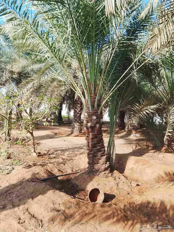 مصري مزارع خبره في مجال الزراعه والنخيل والأغنام 6