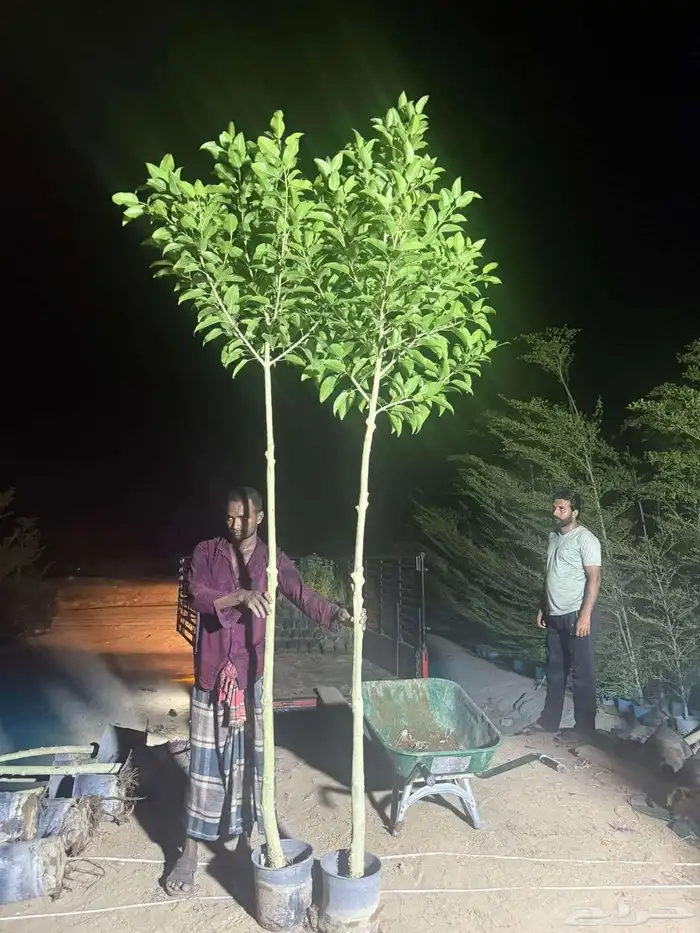 حلفاء و بانسيتام احمر و اخضر 9