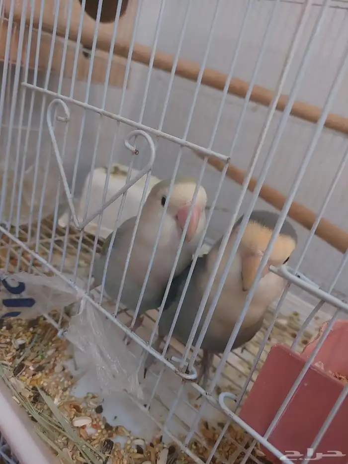 جوز روز اليف ومنتج شرط 0