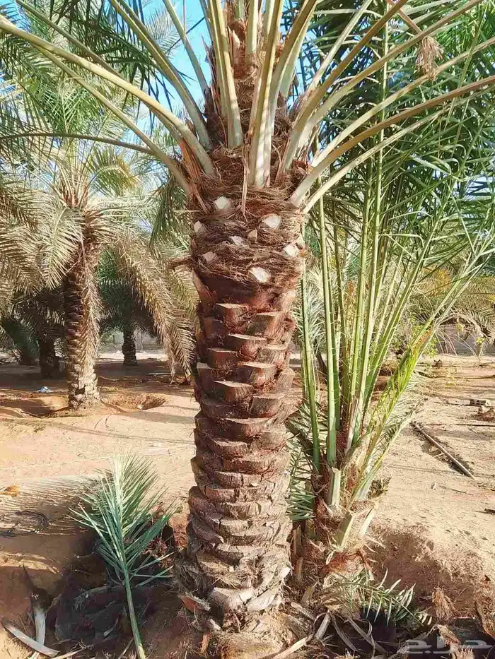 مصري مزارع خبره في مجال الزراعه والنخيل والأغنام 5