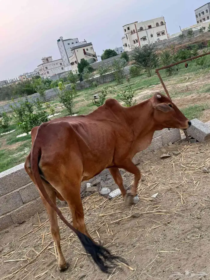 بقر بلدي للبيع 3