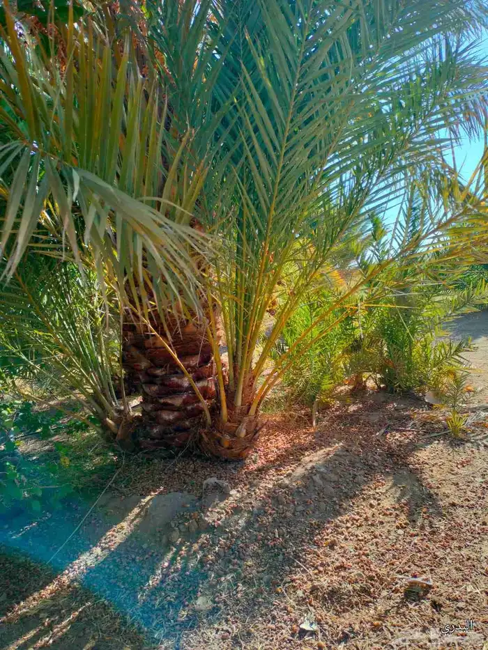 يوجد لدينا زراعه ونقل أشجار النخيل والفروخ جميع المناطق 1