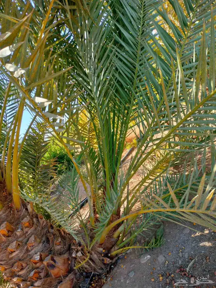 يوجد لدينا زراعه ونقل أشجار النخيل والفروخ جميع المناطق 7