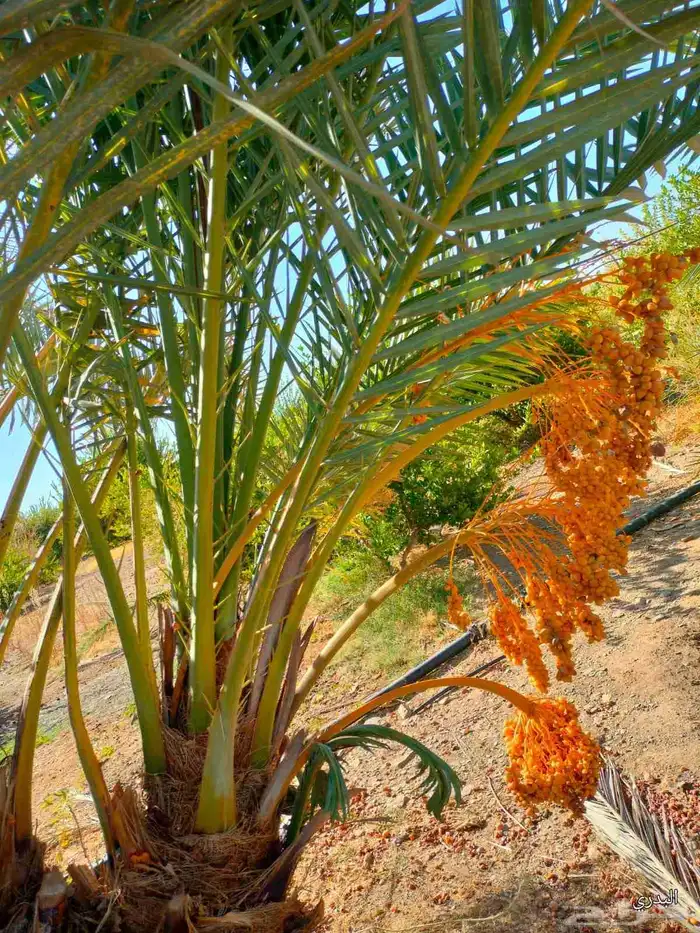 يوجد لدينا زراعه ونقل أشجار النخيل والفروخ جميع المناطق 5