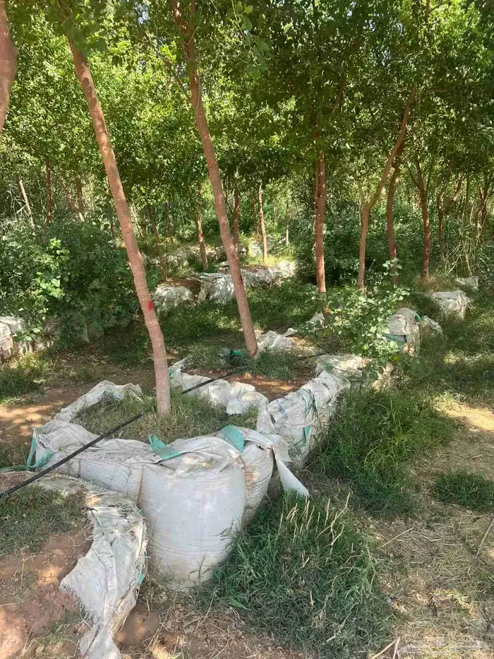 يوجد لدينا سدار جيد جدا 1