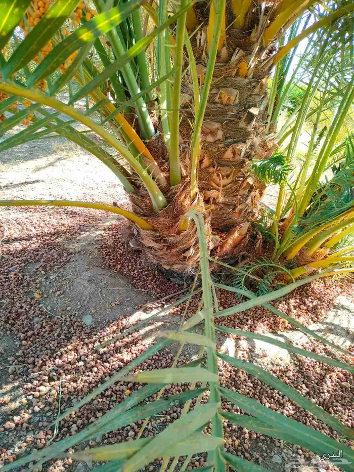 يوجد لدينا زراعه ونقل أشجار النخيل والفروخ جميع المناطق 8