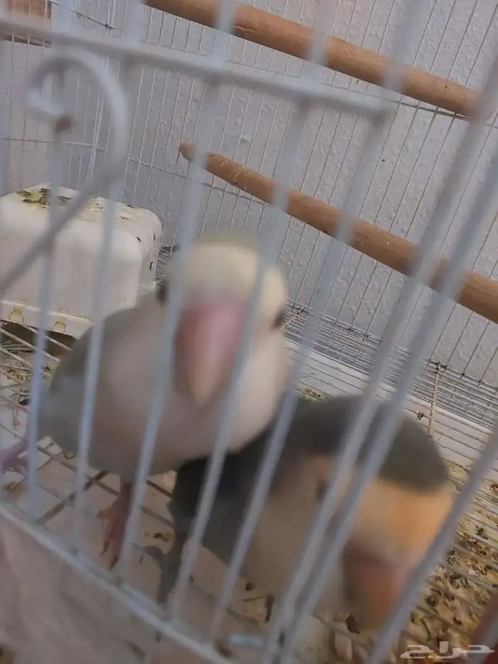 جوز روز اليف ومنتج شرط 2