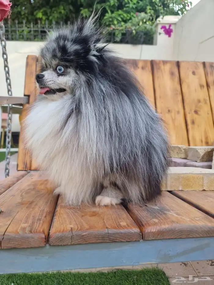 فحل بومرينين بلو ميرل مستزى جدا ممتاز 4