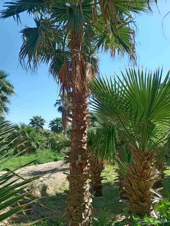 توريد نخيل ملوكي والعربي والواشنطني 5