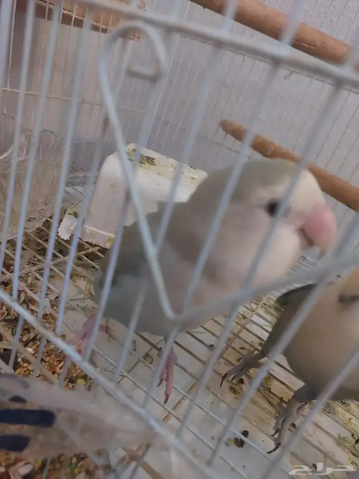 جوز روز اليف ومنتج شرط 3