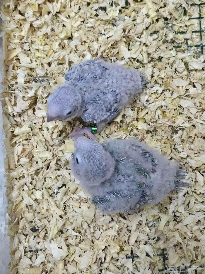 فروخ كنيور أناناس رد فاكتور 3