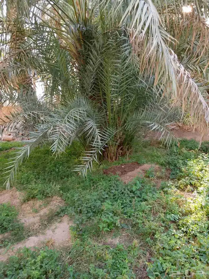 جميع انواع النخيل 6