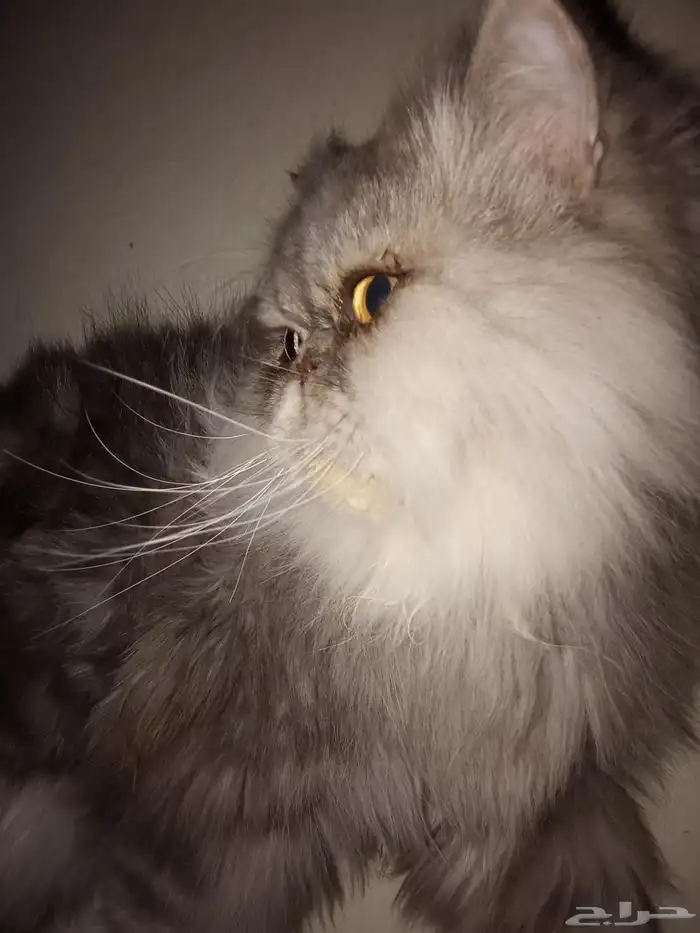 قط بيكي فيس للبيع 1