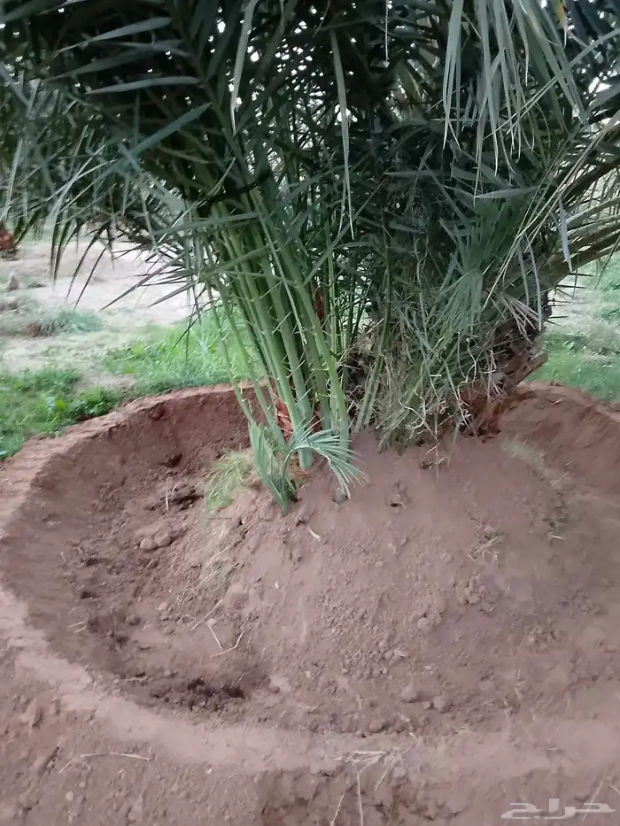 جميع انواع النخيل 4