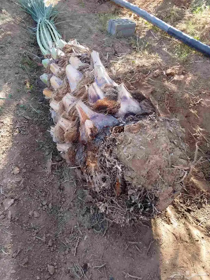 جميع انواع النخيل 0