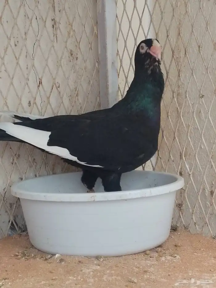 مساويد 3 ازواج منتجه 8