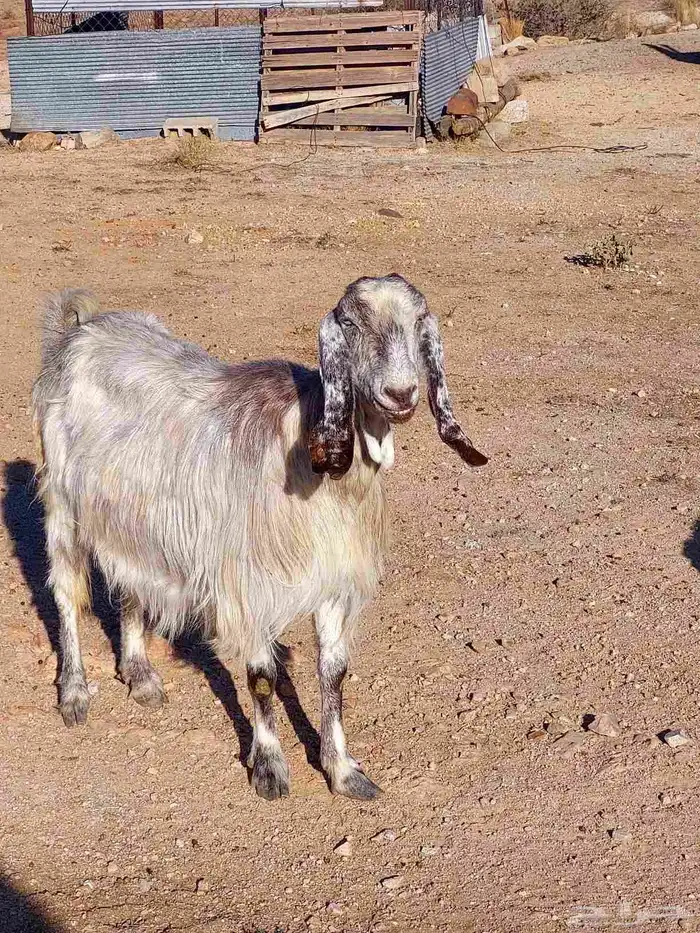 عنز فاخره تحتها 2 0