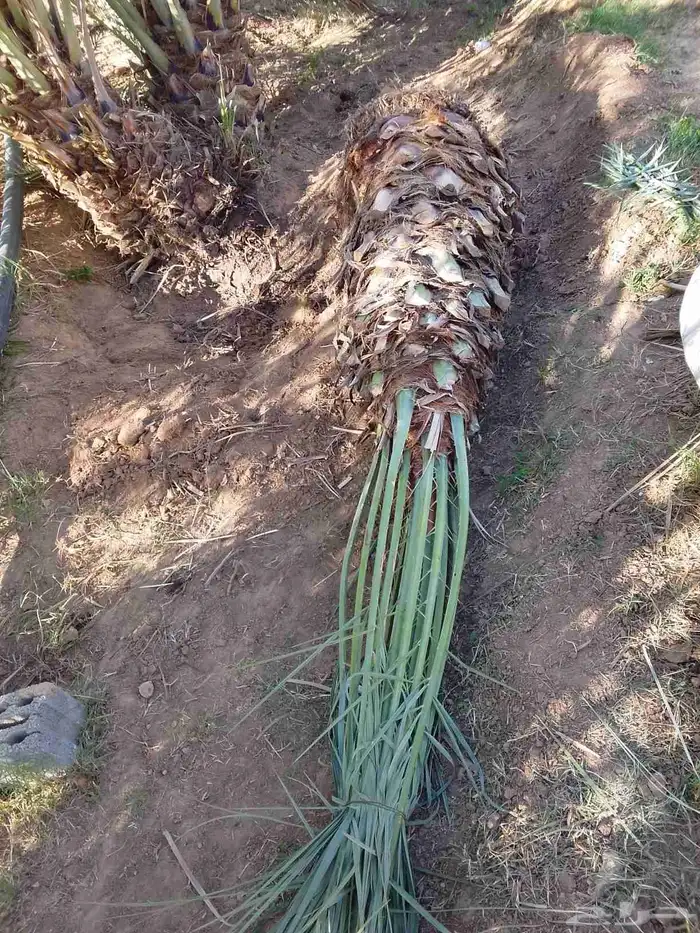 جميع انواع النخيل 2