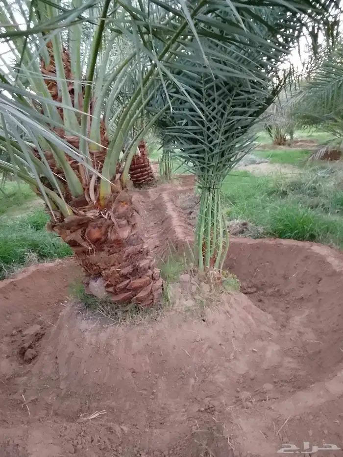 جميع انواع النخيل 3