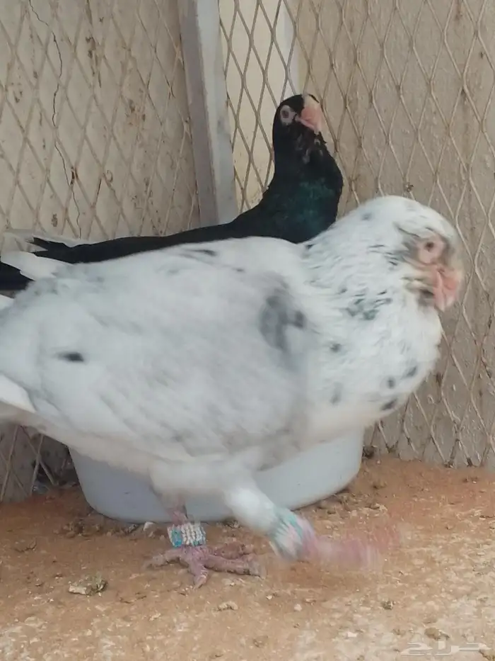 مساويد 3 ازواج منتجه 7