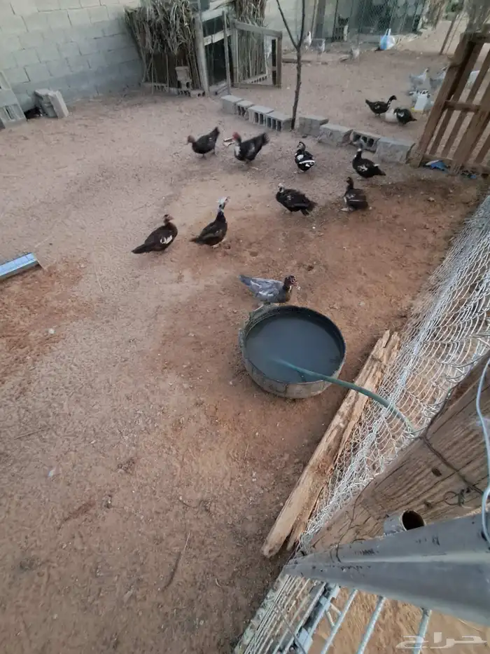 بط مصري للبيع 6