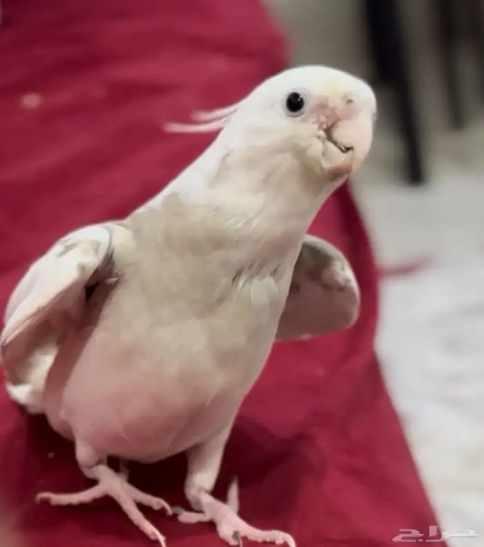 كروان مفقود ضايع الاحساء القرى الدالوه الطريبيل 0