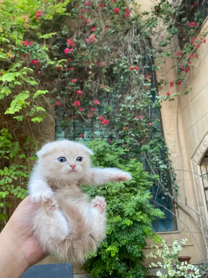 سكوتش فولد قولد مطعمين للبيع لايوجد تبني 8