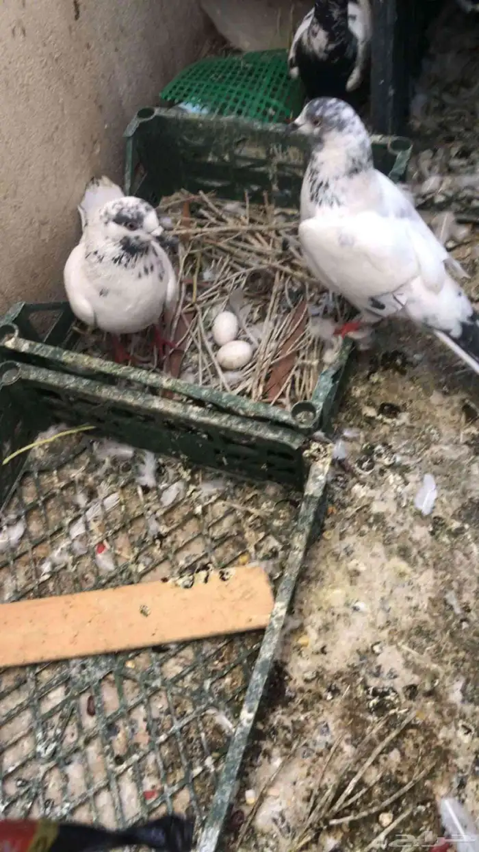 جوز حمام باكستاني للبيع مافي توصيل عله السوم 0