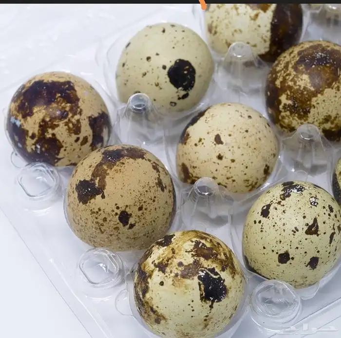 بيض سمان تكساس مخصب 0